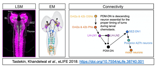Cracking the function of the PDM-DN pathway