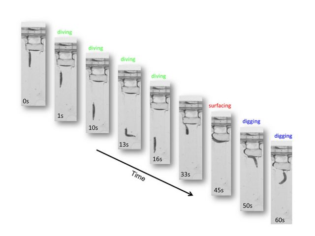 Naturalistic Behavior