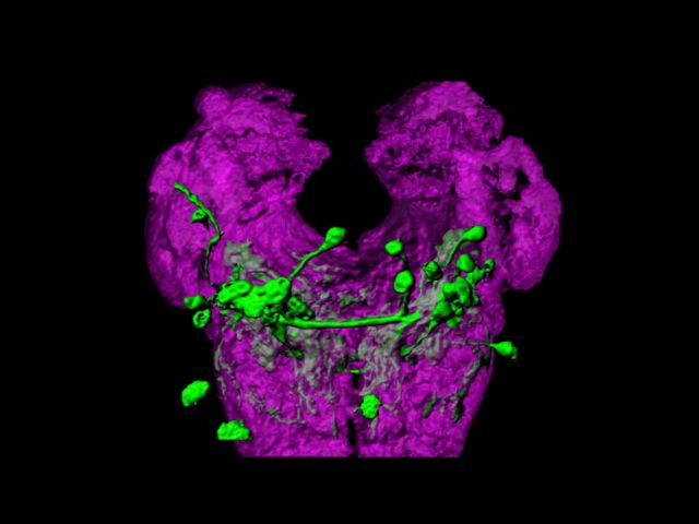 Neural Correlates of Navigational Decision-Making